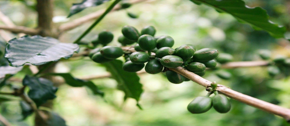 beneficios-cafe-verde